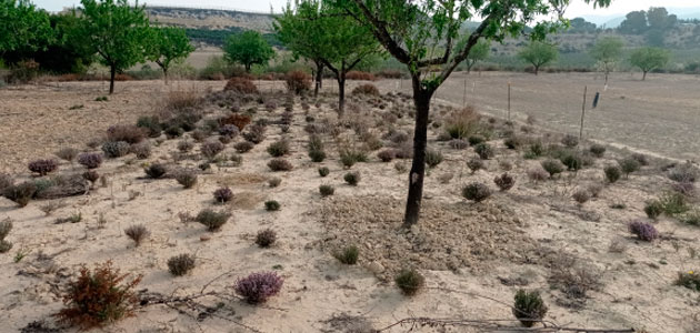 Diverfarming finaliza sus trabajos ofreciendo pruebas sobre las ventajas de la diversificación de cultivos en Europa