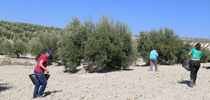 La UCO dará a conocer el trabajo del proyecto Diverfarming sobre la diversificación de un olivar tradicional