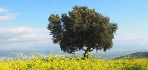 Los olivos fueron domesticados por primera vez hace 7.000 años