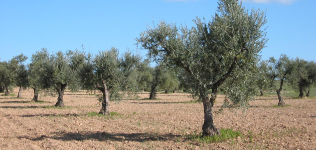La DOP Aceite de Madrid aumenta su producción un 110% en su segunda campaña