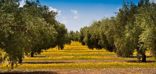 La DOP Aceite de la Rioja pone en marcha 31 acciones formativas a partir de septiembre