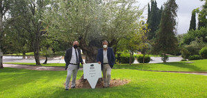 La DOP Baena planta un olivo centenario en el Parador de la Arruzafa de Córdoba