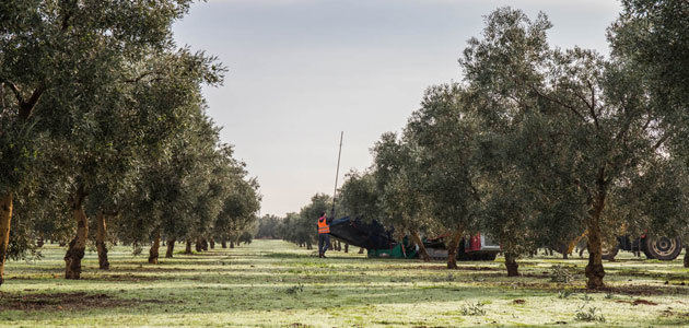La DOP Estepa reedita dos antiguas obras descatalogadas sobre olivicultura