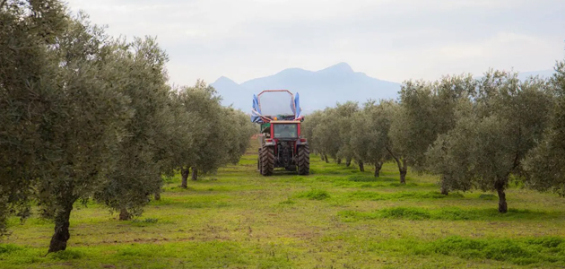 La DOP Estepa inicia una nueva campaña de AOVE marcada por la climatología y el compromiso con la máxima calidad