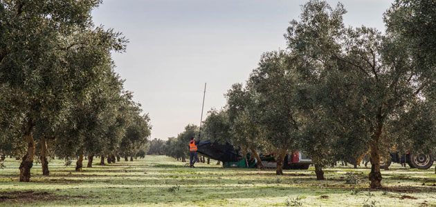 La DOP Estepa espera duplicar el uso de cubiertas vegetales en los próximos cinco años