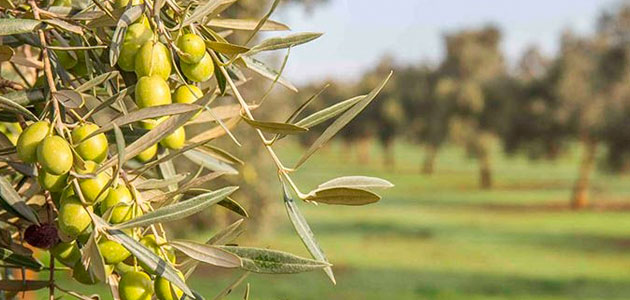 La DOP Estepa prevé recuperar la producción media del territorio