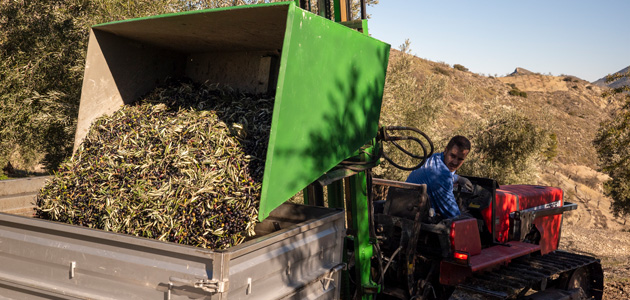 La DOP Sierra Mágina compensa esta campaña el descenso de producción de aceite de oliva con una alta calidad