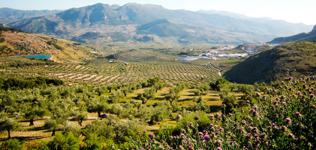 La DOP Sierra Mágina, Bandera de Andalucía 2021 al Mérito Medioambiental