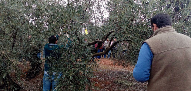 Dcoop y Caixabank firman un convenio para ayudar a los agricultores a mejorar su olivar