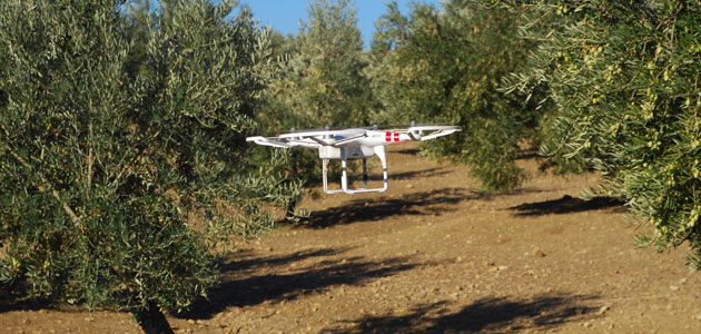 Los olivares de Jaén, escenario de las prácticas de los primeros pilotos profesionales de dron