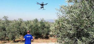 Acercar la más moderna tecnología a la olivicultura a través del uso de drones