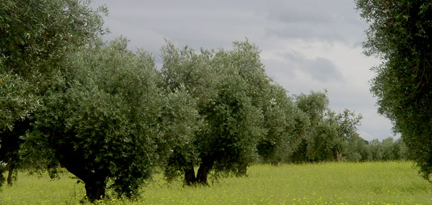 Andalucía impulsa el asesoramiento a productores ecológicos con 4 millones de euros en ayudas