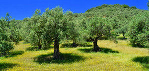 La superficie de olivar ecológico en España aumentó un 2,28% en 2022