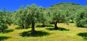 "El olivar ecológico frena el cambio climático", nueva campaña divulgativa de Ecovalia