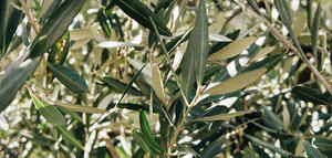 Una infusión de hojas de olivo, entre los productos innovadores seleccionados en los Premios Ecotrophelia España 2024