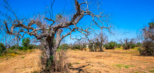 La Universidad de Alicante trabaja en un proyecto para luchar contra la Xylella fastidiosa