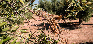 Xylella fastidiosa: la investigación aplicada es la clave del éxito