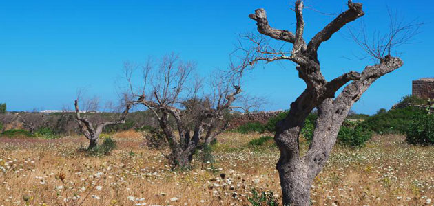 Conferencia europea sobre la Xylella fastidiosa: la búsqueda de respuestas a un problema global