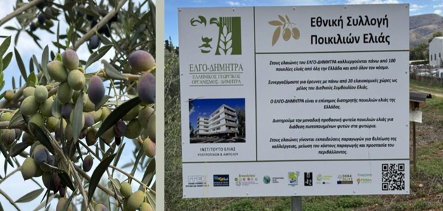 La colección de olivos de ELGO-DIMITRA en Creta se integra en la red internacional de Bancos de Germoplasma