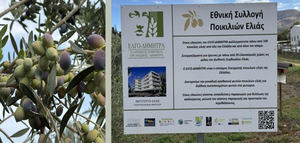 La colección de olivos de ELGO-DIMITRA en Creta se integra en la red internacional de Bancos de Germoplasma