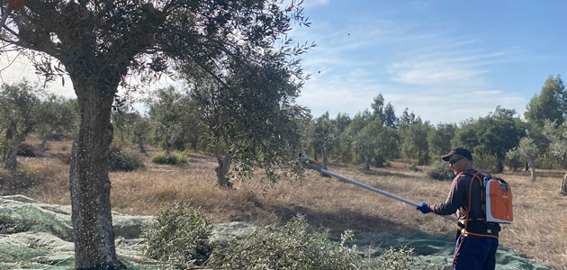 Endesa y Apadrinaunolivo recuperan más de 2.100 olivos en la Península Ibérica en 2023