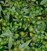 La producción asegurada de olivar se incrementa un 86,6% en el Plan 2013           