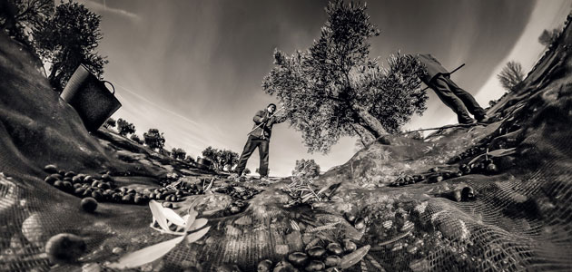 'Enraizados en el olivar', imagen ganadora del IV Concurso Fotográfico Medio Rural y Pesquero en Andalucía