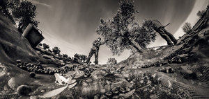 "Enraizados en el olivar", imagen ganadora del IV Concurso Fotográfico Medio Rural y Pesquero en Andalucía