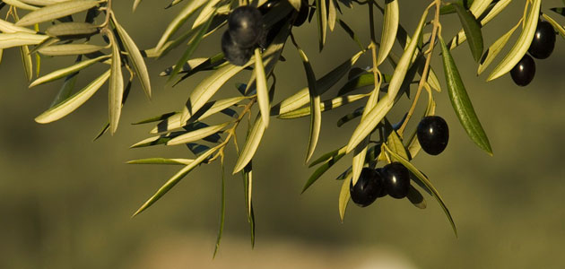 Andalucía anuncia nuevas medidas para proteger al sector de la aceituna de mesa