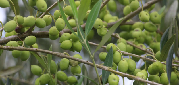 Brasil se prepara para iniciar la cosecha de aceituna