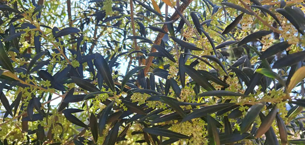 Monitorizan la productividad y la calidad de las cosechas de aceitunas en la región brasileña de Serra da Mantiqueira