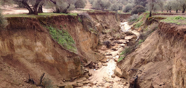 Desarrollan un método para la monitorización de la erosión del suelo del olivar