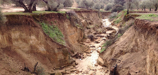Un proyecto establece las bases para investigar la erosión en el olivar