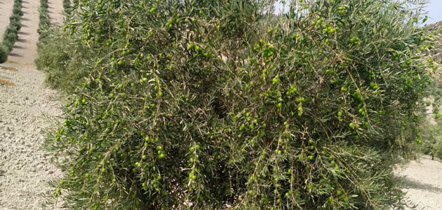 Identifican bacterias 'durmientes' en las hojas y el suelo del olivar que lo protege frente a desafíos ambientales