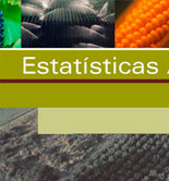 La producción de aceite de oliva en Portugal alcanzó en 2013 su mayor nivel de los últimos 50 años