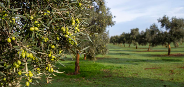 La DOP Estepa amplía su territorio amparado