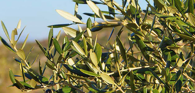 Se buscan voluntarios para comprobar si el consumo de hojas de olivo mejora la memoria y la agilidad mental