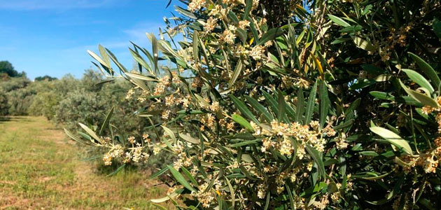 La innovación en la olivicultura potencia la fijación de población rural