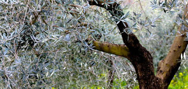 Prueban con éxito un tratamiento biológico para controlar la polilla del olivo