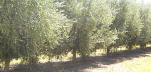 España cuenta con los olivares más productivos del mundo, según un estudio
