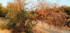 Tecnología subnanométrica para la detección precoz de enfermedades en cultivos como el olivo