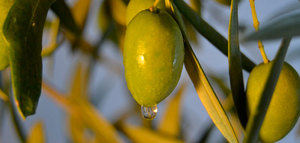 El cambio climático provocará una pérdida de producción de aceituna en Andalucía