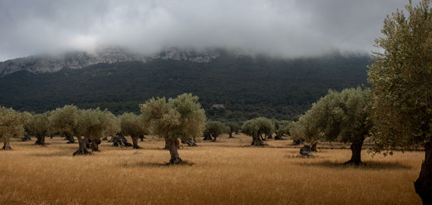 El cambio climático y la industrialización han incrementado el estrés hídrico en la agricultura española en el último siglo