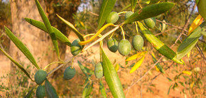 La superficie de olivar en España crece un 1,63% en 2025