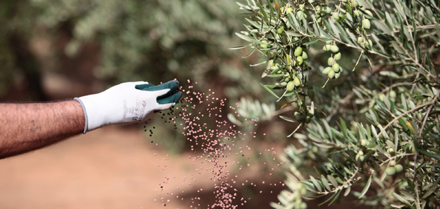Nitrofoska® Especiales, la referencia de la fertilización de alta calidad en olivar