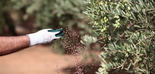 Nitrofoska® Especiales, la referencia de la fertilización de alta calidad en olivar