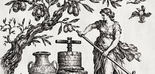 AOVE & Literatura: El verbo del olivo a la luz del Mediterráneo