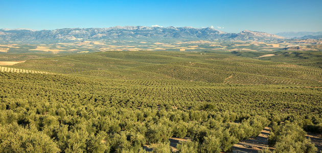 El expediente de los Paisajes del Olivar supera la evaluación formal del Centro de Patrimonio Mundial