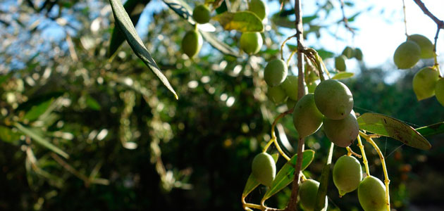 Expertos europeos estudian prácticas agrícolas más sostenibles para abordar las plagas en el olivar
