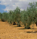 ¿Quieres conocer las condiciones generales y específicas del seguro para explotaciones olivareras?